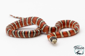 Lampropeltis pyromelana - Serpent roi de Chihuahua