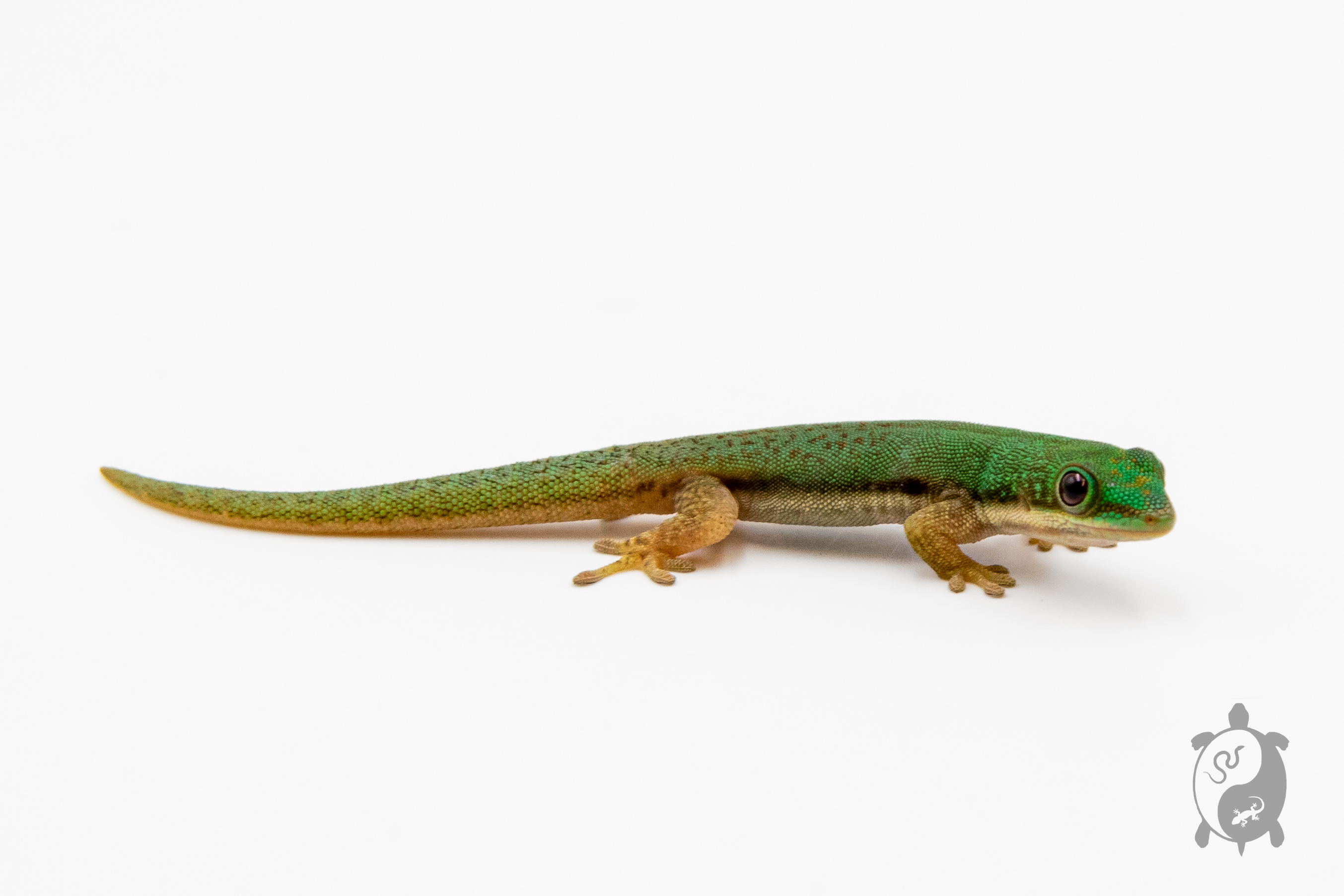 Phelsuma lineata - Gecko diurne ligné - NC 2023