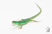 Takydromus smaragdinus - Lézard à longue queue 