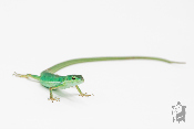 Takydromus smaragdinus - Lézard à longue queue 
