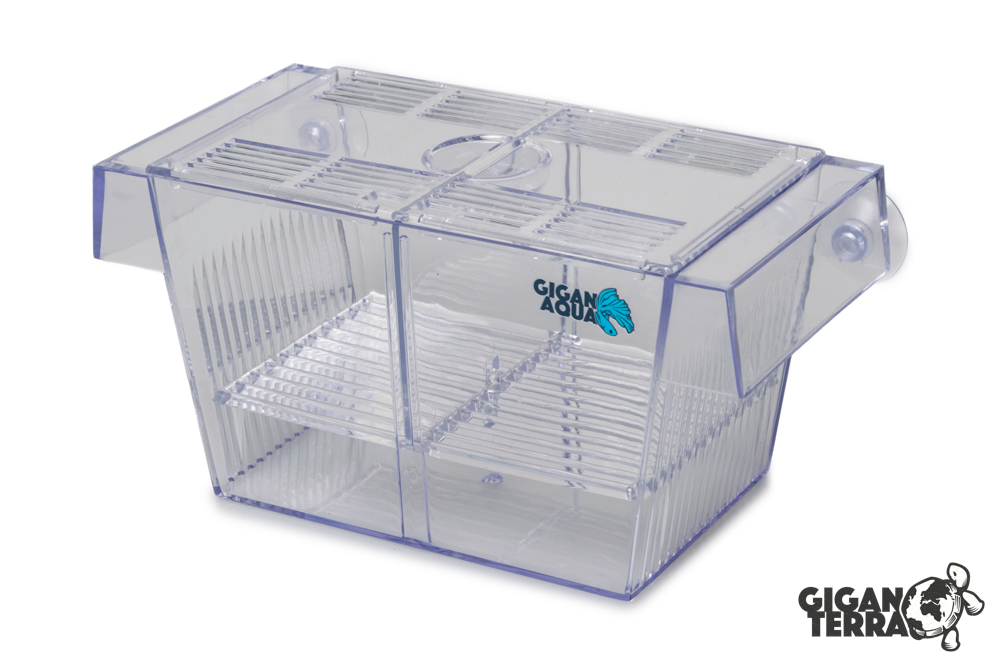 GIGASPAWN - BREEDER BOX - BOITE DE REPRODUCTION - 20X10X10 CM