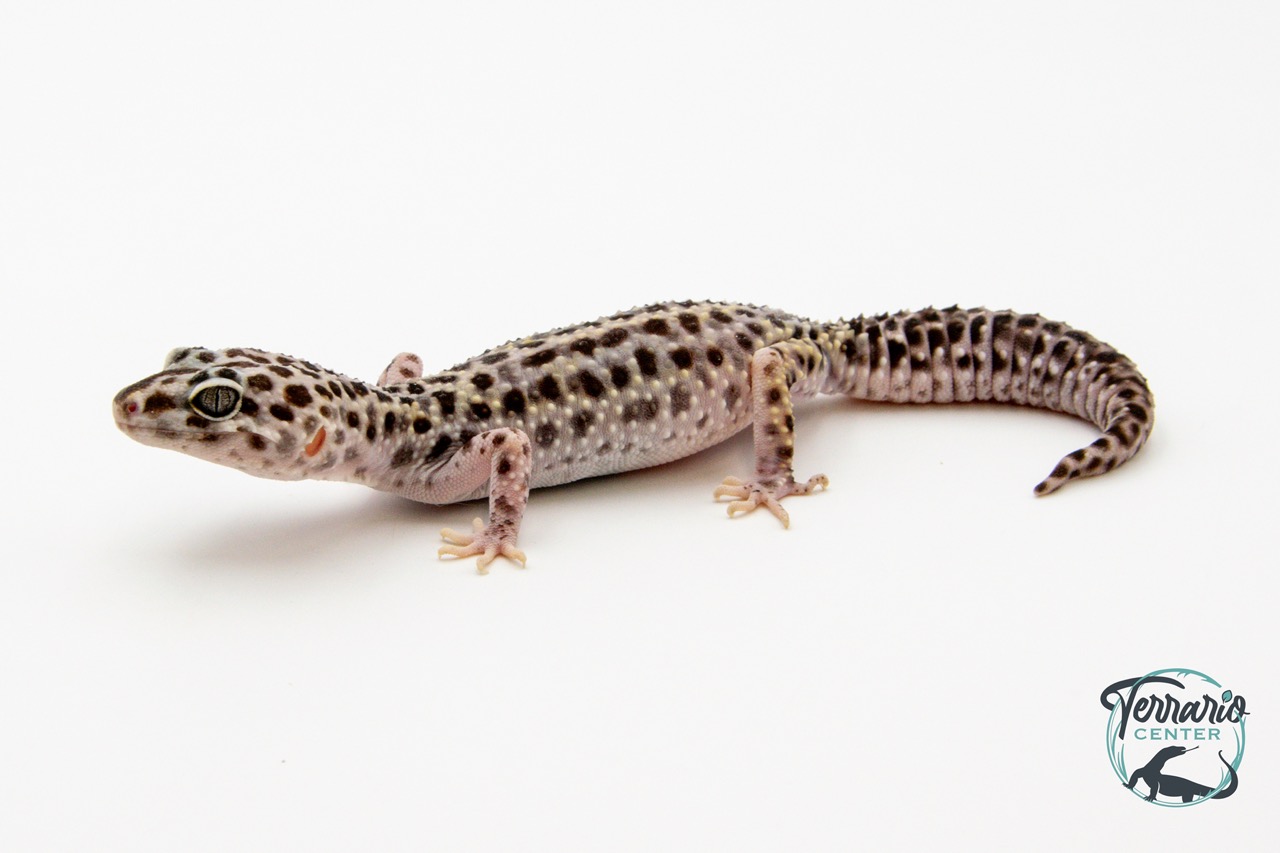 EM06 - Gecko Léopard - Eublepharis Macularius Snow Stripe - Femelle