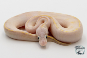 Python Royal - Python regius Ivory Pastel