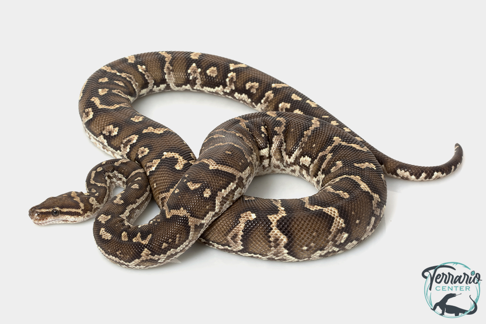 Python anchietae - Python d'Angola 