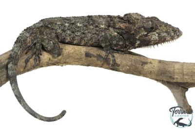 Anolis barbatus - Faux caméléon de Cuba - Mâle 