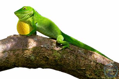 Anolis garmani - Anole géant de Jamaïque