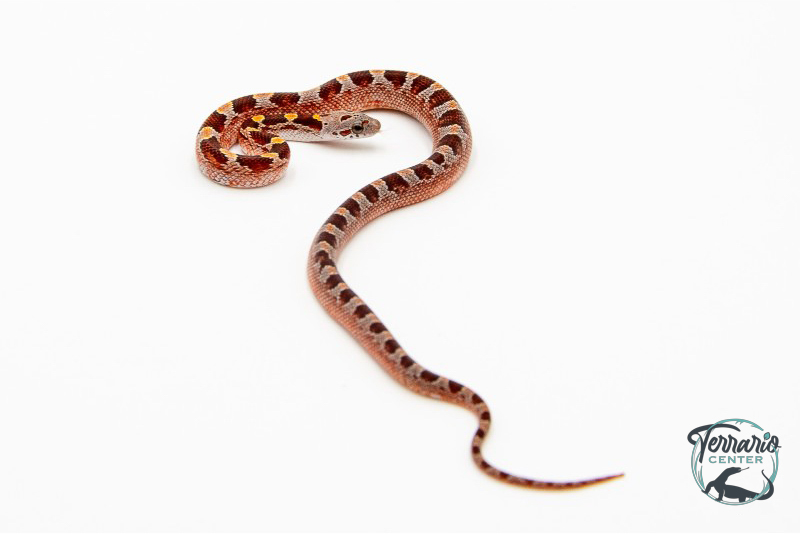 Serpent des blés - Pantherophis guttatus Blood red