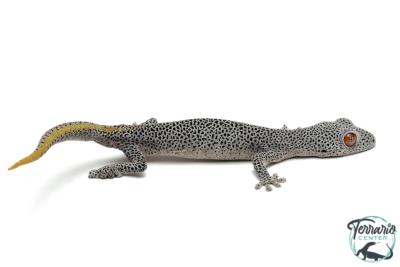Strophurus taenicauda - Gécko à queue dorée